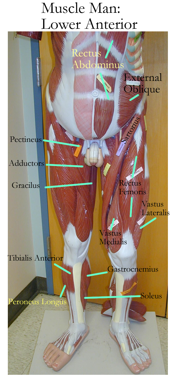 Muscle Models